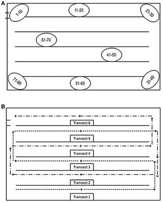 Broiler Chickens On-Farm Welfare Assessment: Estimating the Robustness of the Transect Sampling Method